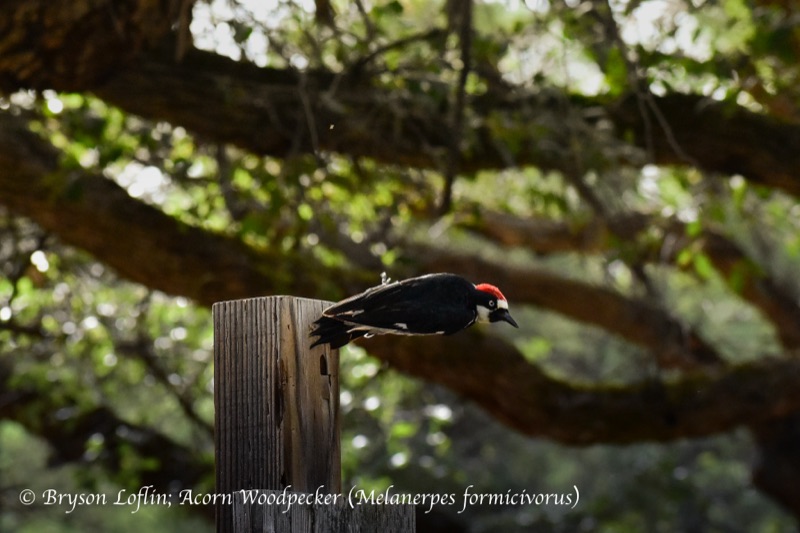 Acorn Woodpecker (Melanerpes formicivorus), Arizona