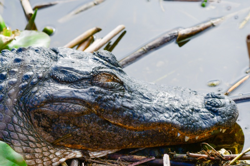 American Alligator (Alligator mississippiensis), Florida