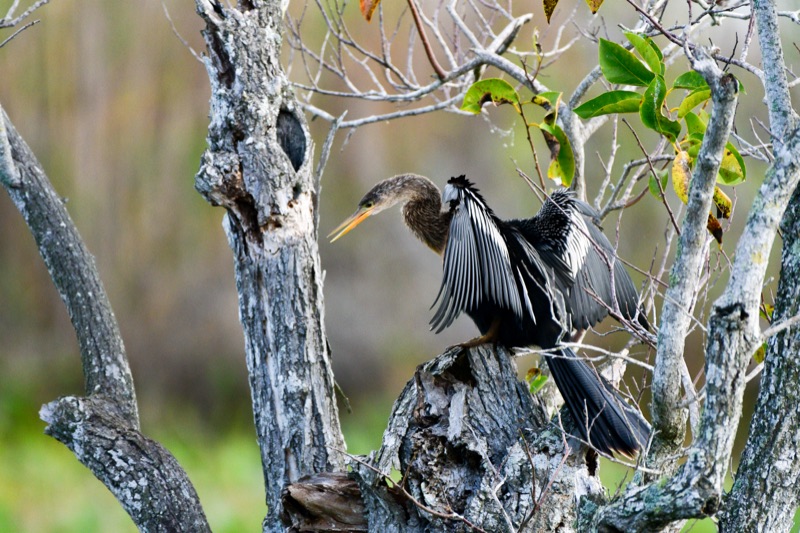Anhinga (Anhinga anhinga), Florida