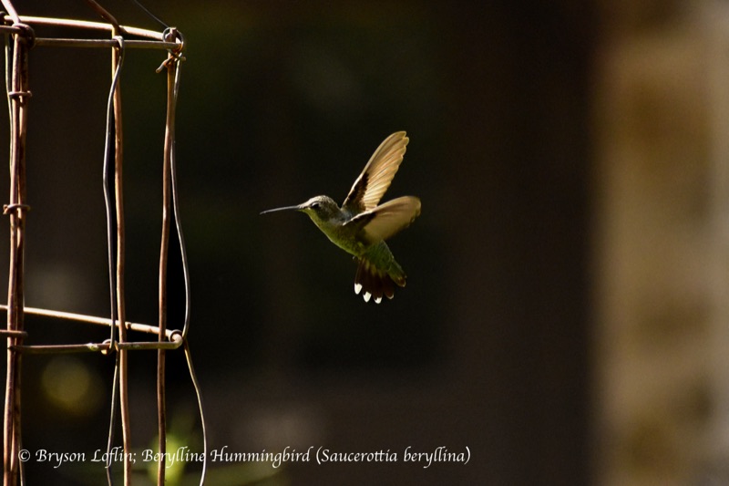 Berylline Hummingbird (Saucerottia beryllina), Arizona