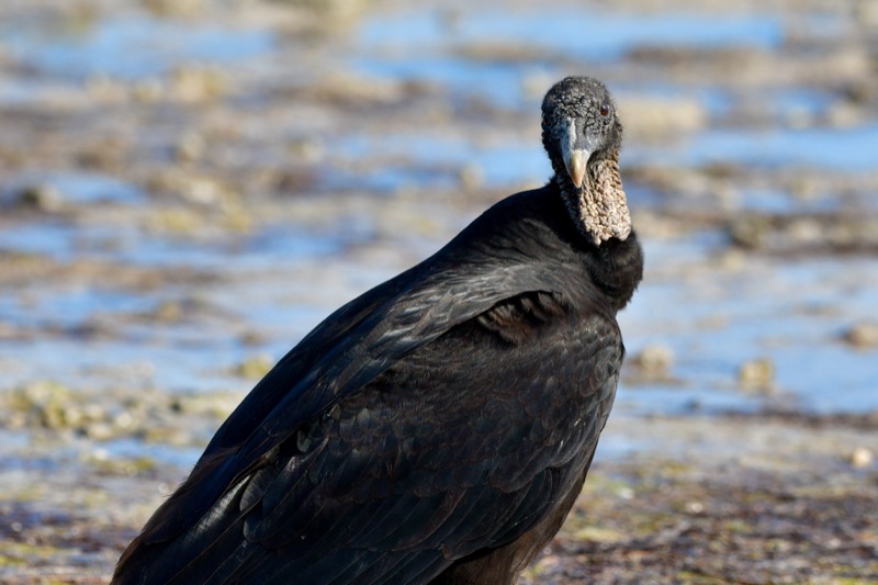 Black Vulture (Coragyps atratus), Florida