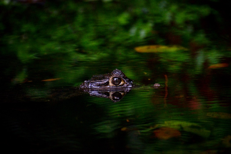 Spectacled Caiman (Caiman crocodilus), Gamboa, Panamá
