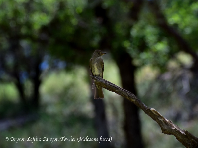 Canyon Towhee (Melozone fusca), Arizona
