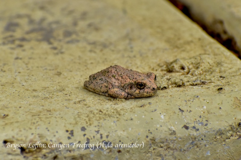 Canyon Treefrog (Dryophytes arenicolor), Arizona