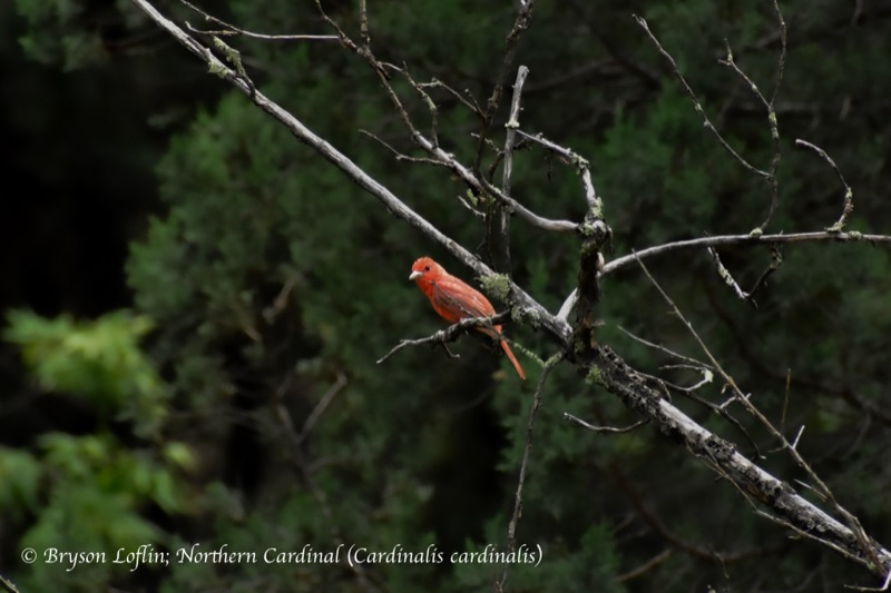 Northern Cardinal (Cardinalis cardinalis), North Carolina