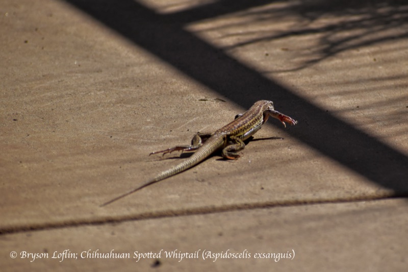 Chihuahuan Spotted Whiptail (Aspidoscelis exsanguis), Arizona