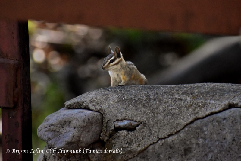 Cliff Chipmunk (Neotamias dorsalis), Arizona