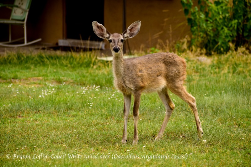 White-tailed Deer (Odocoileus virginianus), North Carolina