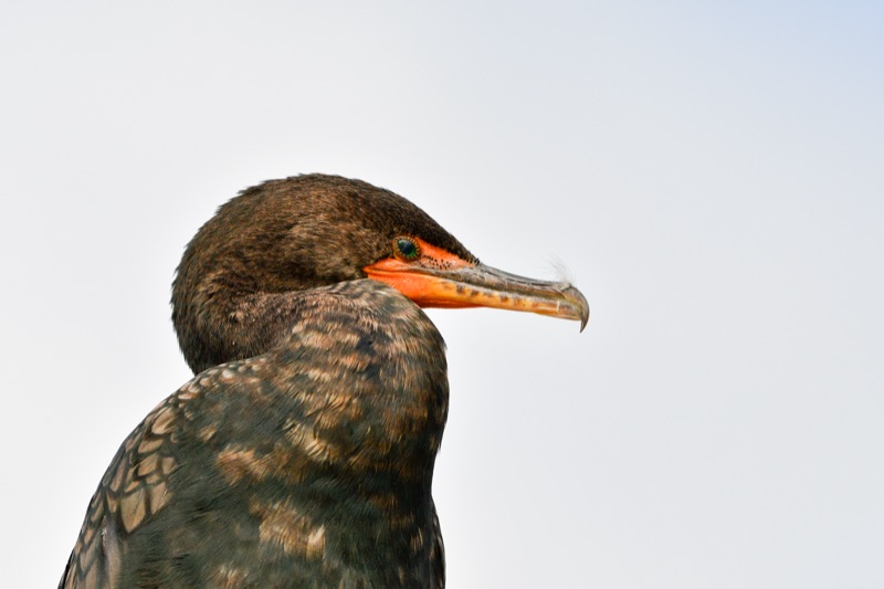Double-crested Cormorant (Nannopterum auritum), Florida