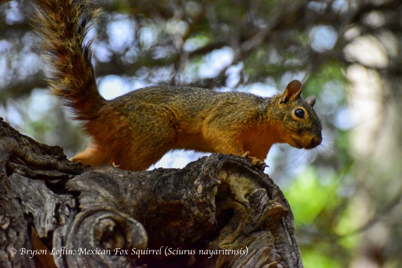 Mexican Fox Squirrel (Sciurus nayaritensis), Arizona
