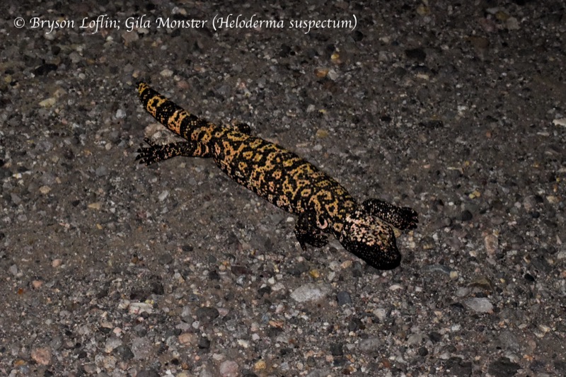 Gila Monster