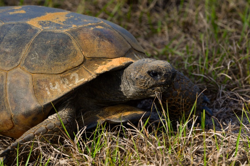 Gopher Tortoise (Gopherus polyphemus), Florida