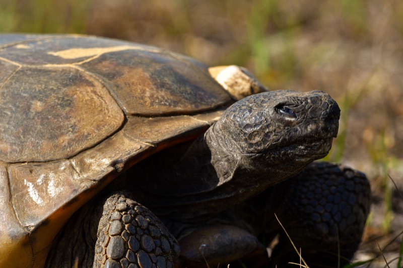 Gopher Tortoise (Gopherus polyphemus), Florida