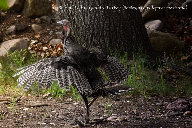 Gould's Turkey