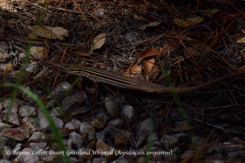 Desert Grassland Whiptail (Aspidoscelis uniparens), Arizona