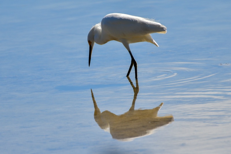 Great Egret (Ardea alba), Florida