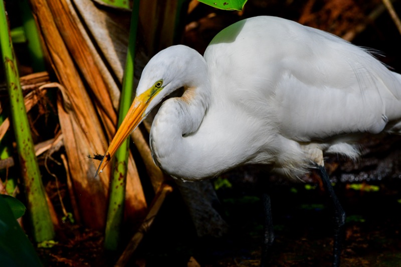 Great Egret (Ardea alba), Florida