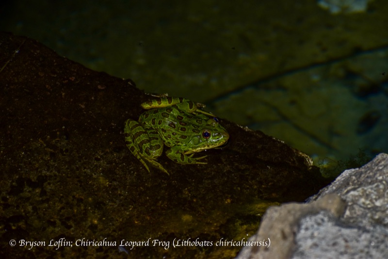 Chiricahua Leopard Frog (Lithobates chiricahuensis), Arizona
