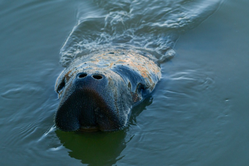 Florida Manatee (Trichechus manatus latirostris), Florida