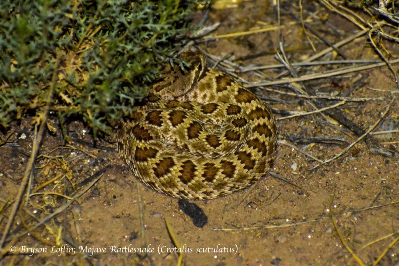 Mojave Rattlesnake