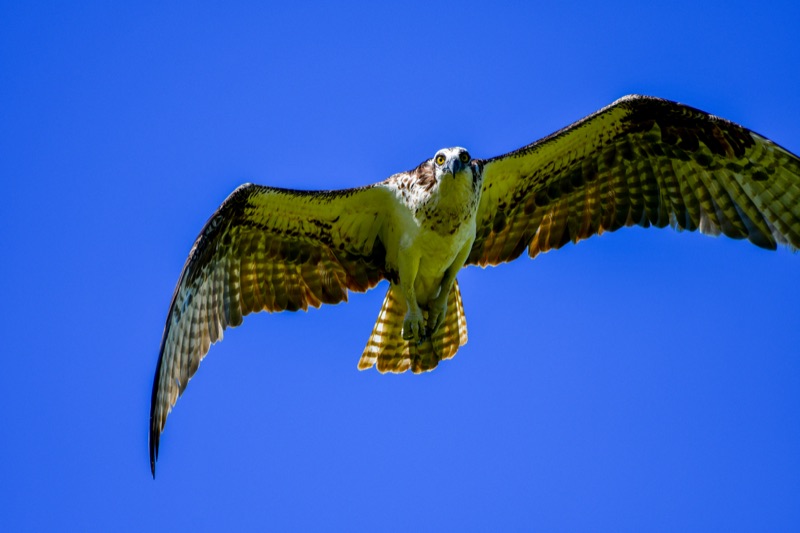 Osprey (Pandion haliaetus), Florida