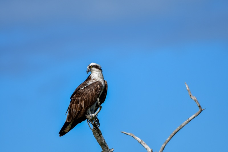 Osprey (Pandion haliaetus), Florida
