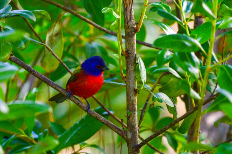 Painted Bunting (Passerina ciris), Florida
