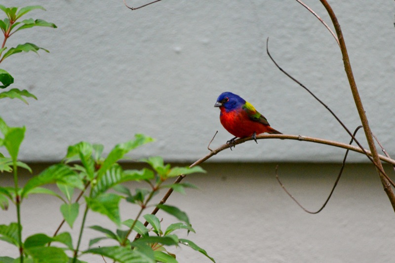 Painted Bunting (Passerina ciris), Florida
