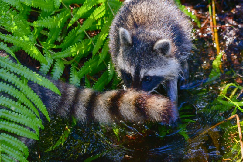Northern Raccoon (Procyon lotor), Florida