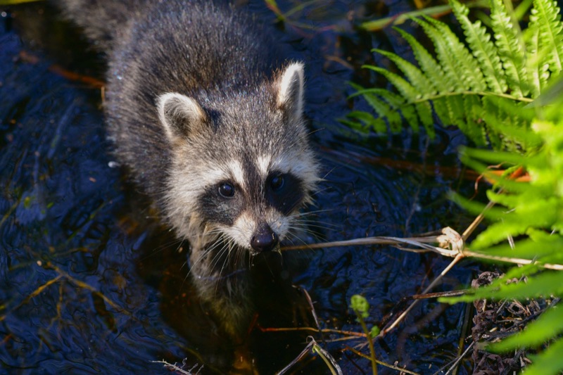 Northern Raccoon (Procyon lotor), Florida