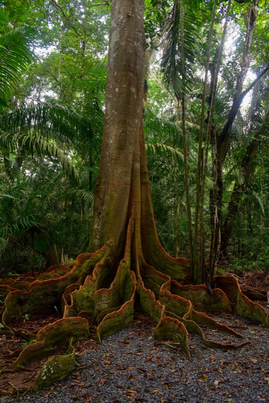 Lowland tropical rainforest, Gamboa, Panamá