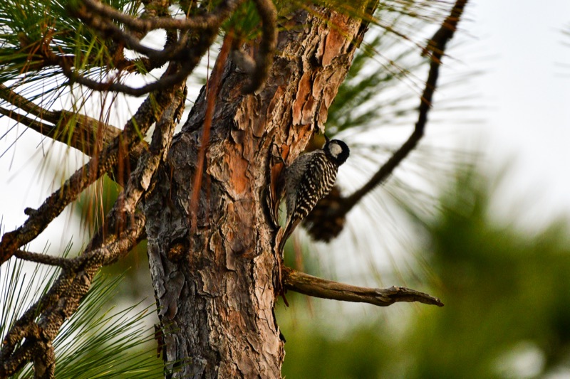Red-cockaded Woodpecker (Dryobates borealis), Florida