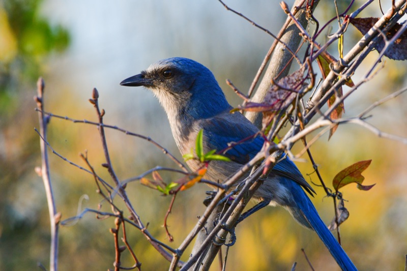 Florida Scrub-Jay (Aphelocoma coerulescens), Florida