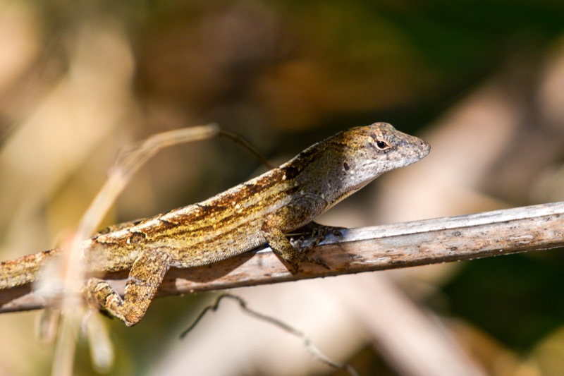Florida Scrub Lizard (Sceloporus woodi), Florida
