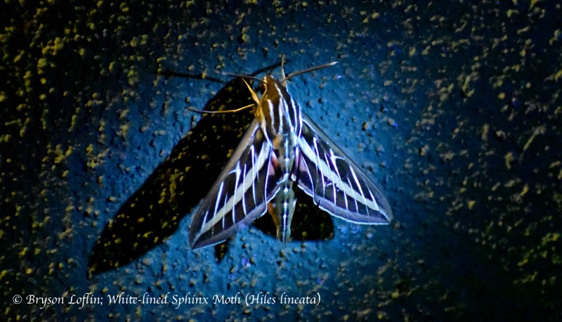 White-lined Sphinx Moth (Hyles lineata), Arizona