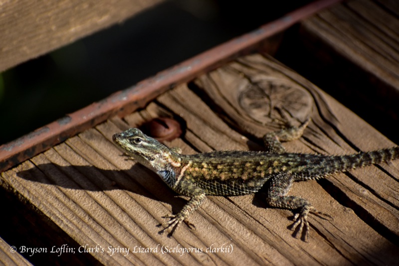 Clark's Spiny Lizard (Sceloporus clarkii), Arizona