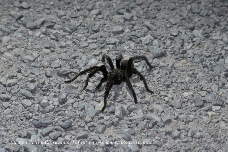 Chiricahua Tarantula (Aphonopelma sp.), Arizona