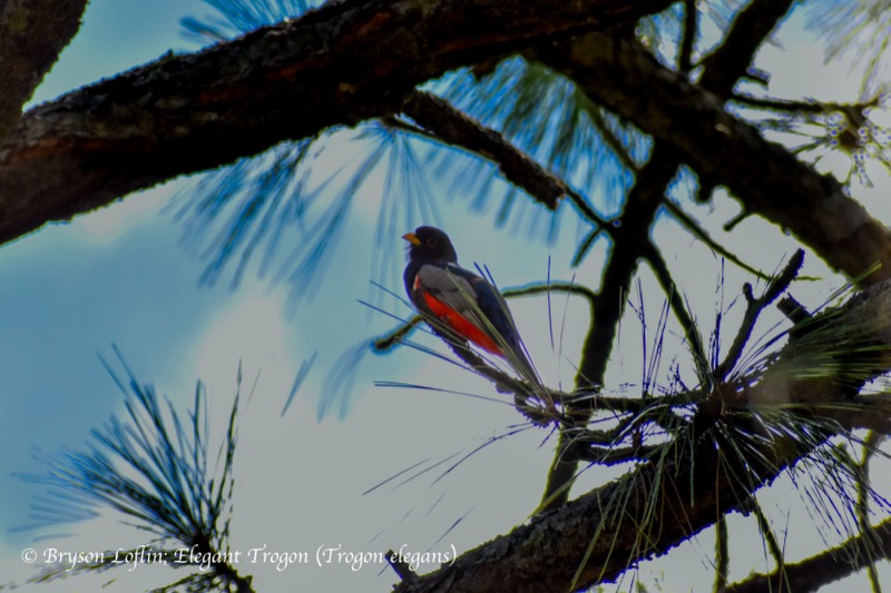 Elegant Trogon