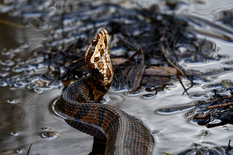 Florida Watersnake (Nerodia fasciata), Florida