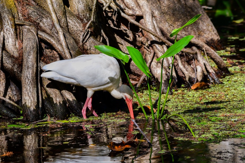 White Ibis (Eudocimus albus), Florida