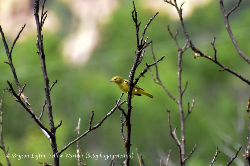 Yellow Warbler (Setophaga petechia), North Carolina